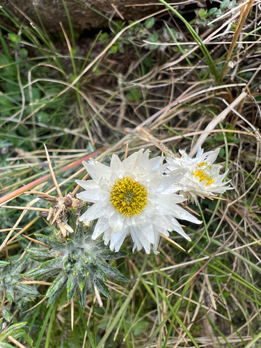 Helichrysum citrispinum