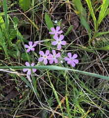 Phlox longifolia