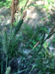 Carex acutiformis