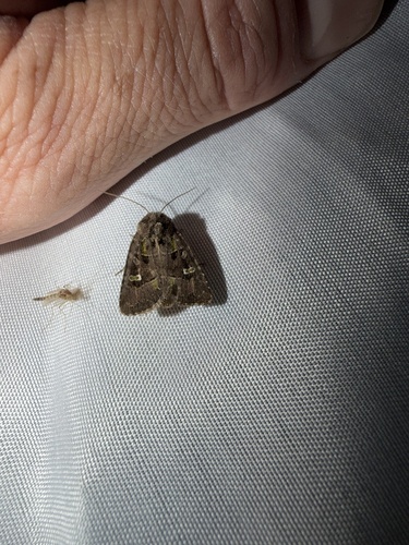 Bristly Cutworm Moth