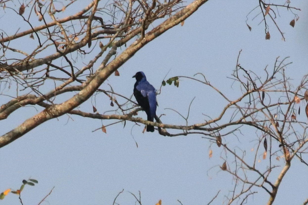 Asian Fairy-bluebird