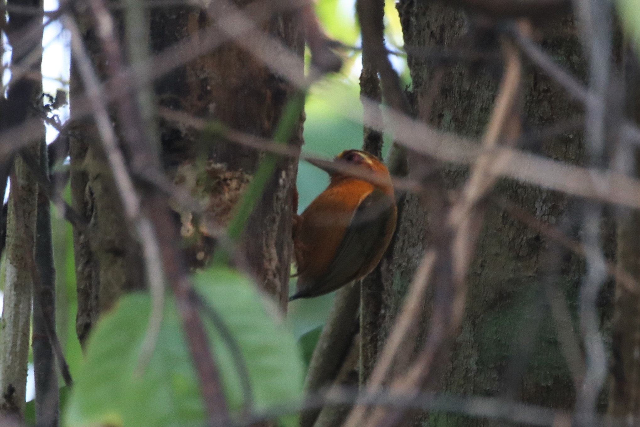White-browed Piculet
