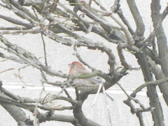 Haemorhous mexicanus