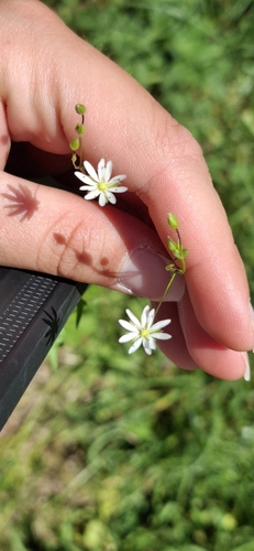 lesser stitchwort