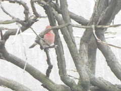 Haemorhous mexicanus