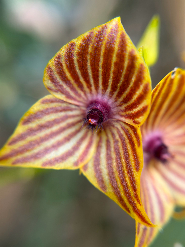 Telipogon caroliae