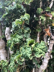 Polyscias scutellaria