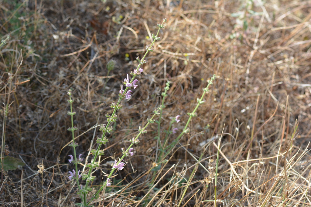 Salvia virgata; photograph (c) Pantazi Katerina, some rights reserved (CC BY)