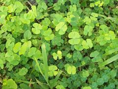 Marsilea macropoda