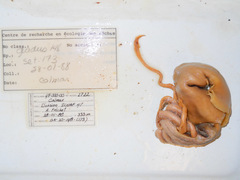Gonatus fabricii