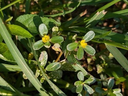 Common Purslane