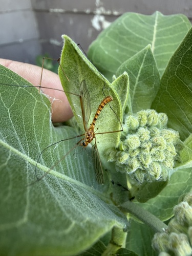Ferruginous Tiger Crane Fly
