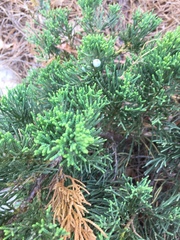 Juniperus virginiana