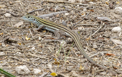 Aspidoscelis laredoensis