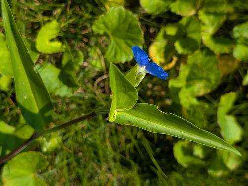 Asiatic dayflower