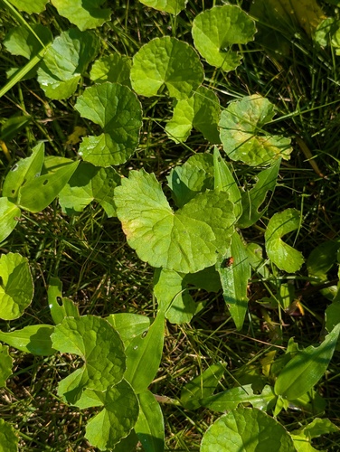 Indian pennywort
