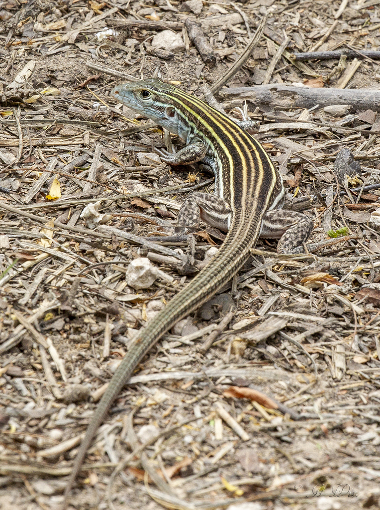 Laredo Striped Whiptail