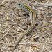 Laredo Striped Whiptail - Photo (c) hwise01, some rights reserved (CC BY-NC), uploaded by hwise01