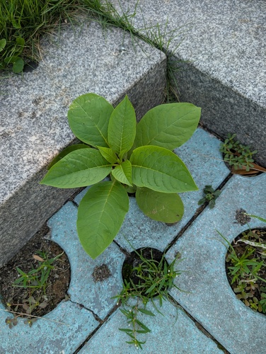 American pokeweed