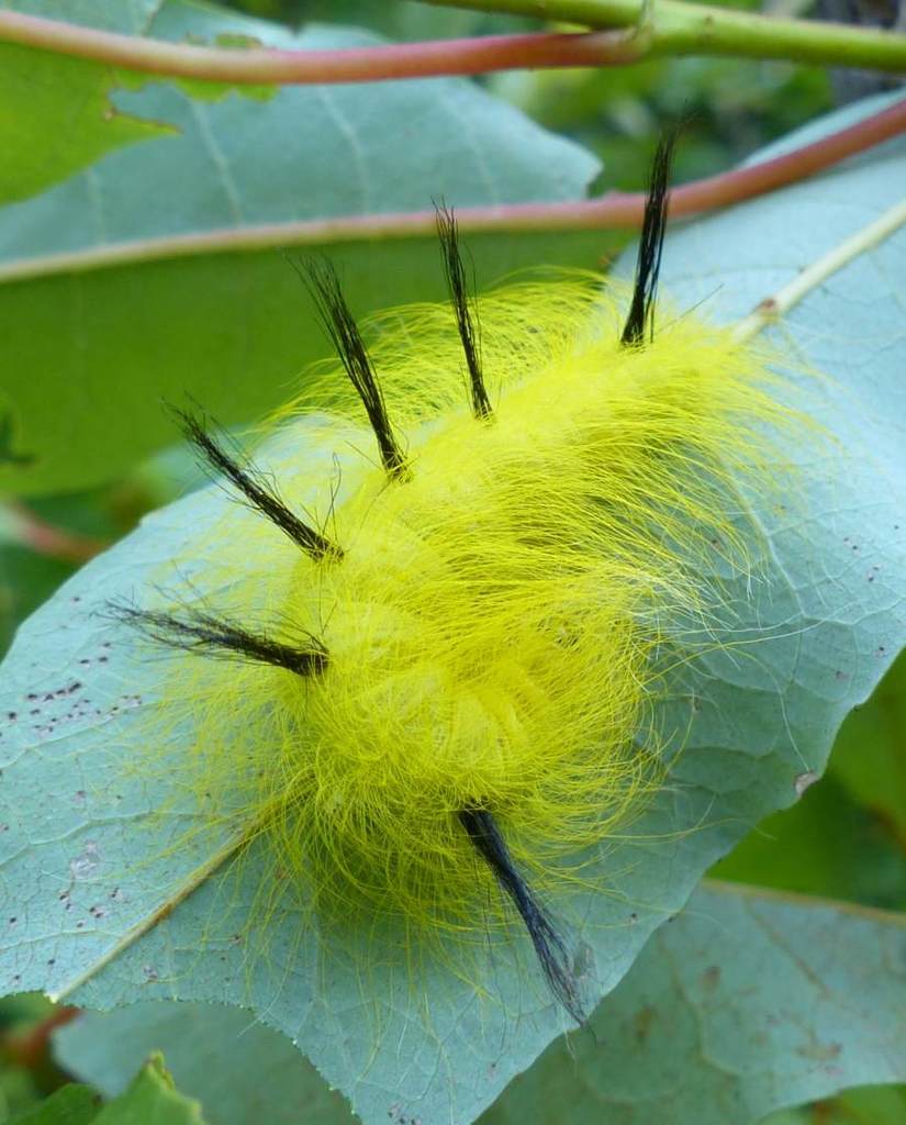 Cottonwood Dagger