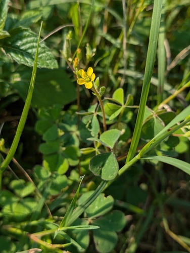 Creeping Woodsorrel
