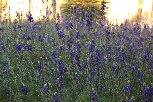 Big Bend Bluebonnet