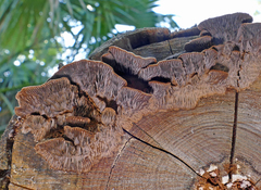 Gloeophyllum striatum