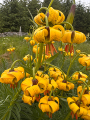 Lilium pyrenaicum, photograph author not stated, no rights reserved