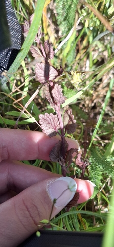 ground-ivy