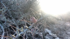 Cylindropuntia leptocaulis
