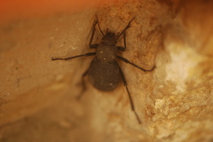Tenebrionidae