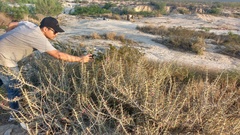 Cylindropuntia leptocaulis