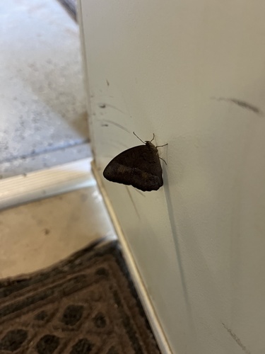 Dingy Bushbrown