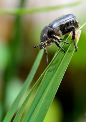 Protaetia morio