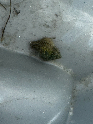 Urosalpinx perrugata, 2026-06-16