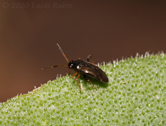 Microtechnites spegazzinii