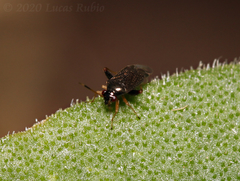 Microtechnites spegazzinii