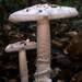 Protected Ringless Amanita - Photo (c) Nathan Wilson, some rights reserved (CC BY-SA)