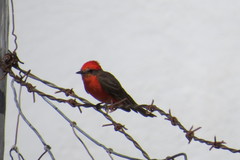 Grusonia bulbispina