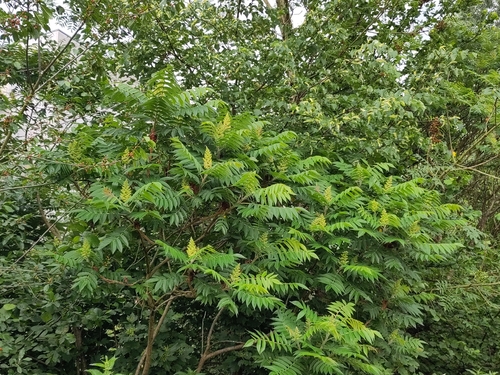 staghorn sumac