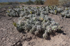 Grusonia bulbispina