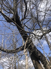 Fraxinus biltmoreana