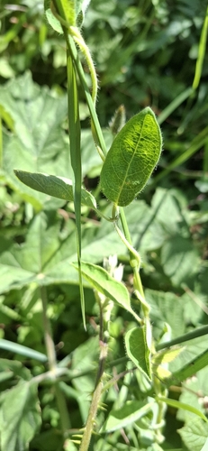 Common Honeysuckle