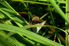 Cupido alcetas