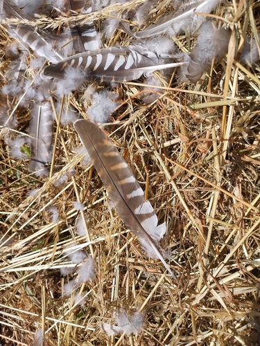 Common Cuckoo