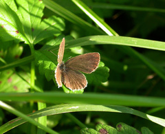 Cupido alcetas