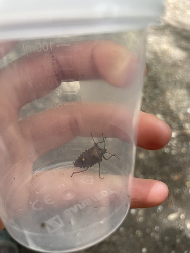 Forest Bug