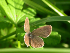 Cupido alcetas