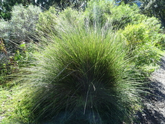 Muhlenbergia macroura