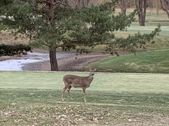 Odocoileus virginianus